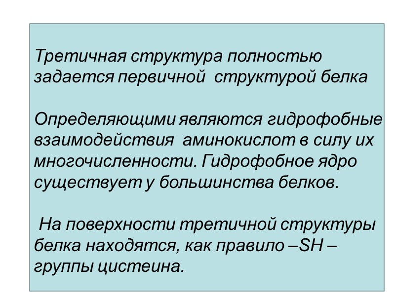 Третичная структура полностью задается первичной  структурой белка  Определяющими являются гидрофобные взаимодействия 